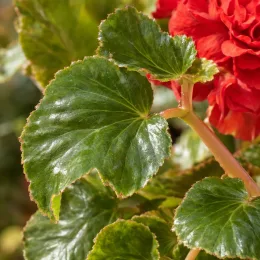 Bégonia parfumée 'Red glory' (Begonia odorata) — gros plan sur feuilles vertes brillantes et fleur rouge · Photo d'illustration