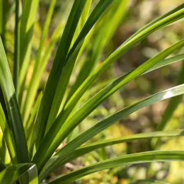 Iris espagnol (Dietes bicolore) — longues feuilles vertes étroites en gros plan · Photo d'illustration