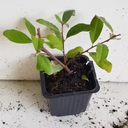 Chalef d'automne à baies rouges 'Sweet'n'sour' (Eleagnus umbellata) — jeune plant aux feuilles vertes en pot plastique · Godet