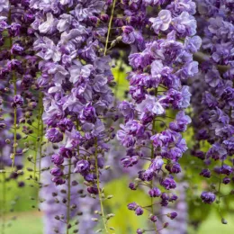 Glycine 'Black dragon' (Wisteria floribunda) — grappes pendantes de fleurs violettes très fournies