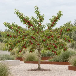 Nectarinier 'Morton' (Prunus persica) — arbre fruitier au port étalé, fruits rouges nombreux
