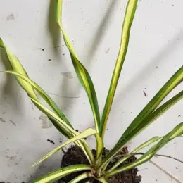 Yucca 'Golden sword' (Yucca flaccida) — jeune plant graphique aux longues feuilles panachées · Godet