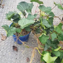 Lierre couvre-sol 'Bellecour ®' (Hedera) — longues tiges traînantes à larges feuilles vertes · Pot 2.5L