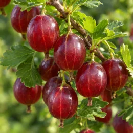 Groseillier 'A maquereaux captivator' (Ribes uva) — gros plan de grappes de fruits rouges · Photo d'illustration