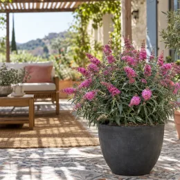 Buddleia 'Butterfly candy little pink' (Buddleja davidii) — arbuste fleuri rose en pot sur terrasse