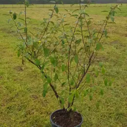 Chalef d'automne (Eleagnus umbellata) — jeune arbuste ramifié en pot sur gazon · Pot 25L