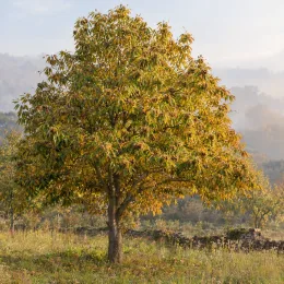 Châtaignier 'Ederra' (Castanea sativa) — arbre isolé au feuillage dense dans un pré · Photo d'illustration
