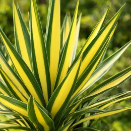 Yucca 'Golden sword' (Yucca flaccida) — longues feuilles dressées vert foncé et jaune · Photo d'illustration