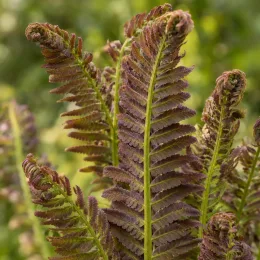 Osmunda 'Purpurascens' (Osmunda regalis) — jeunes frondes pourpres de fougère en gros plan