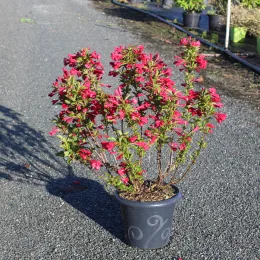 Weigelia 'Red prince' — arbuste fleuri en pot sur allée gravillonnée · Pot 7.5L