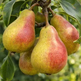 Poirier 'Duc de bordeaux' (Pyrus communis) — gros fruits bicolores suspendus sur branche feuillue