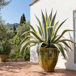 Agave d'amérique panaché jaune 'Marginata' (Agave americana) — grand agave décoratif dans un pot vernissé · Photo d'illustration