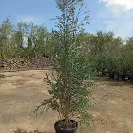 Eucalyptus à feuilles rondes 'Azura' (Eucalyptus gunnii) — jeune arbre en pot sur sol nu · Pot 25L