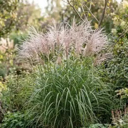 Miscanthus 'Yaka dance' — touffe dense de graminée ornementale en fleurs