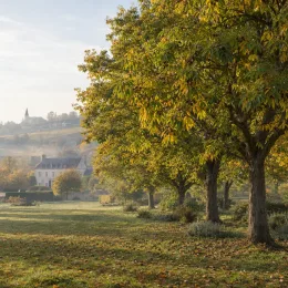 Pacanier à noix de pécan (Carya illinoinensis) — alignement d’arbres dans un paysage champêtre · Photo d'illustration