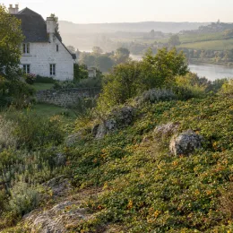 Framboisier rampant de taïwan 'Emerald carpet' (Rubus pentalobus) — couvre-sol fruité sur pente rocheuse, paysage · Photo d'illustration