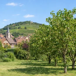 Mûrier blanc 'Milanówek' (Morus alba) — alignement d’arbres au feuillage dense devant un village · Photo d'illustration