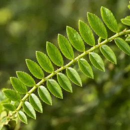 Ronce d’ichang 'Ichangensis' (Rubus) — rameau allongé portant de nombreuses feuilles dentées · Photo d'illustration