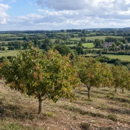 Pistachier vrai 'Sirora' (Pistacia vera) — rangée d’arbres fruitiers sur colline en pente · Photo d'illustration