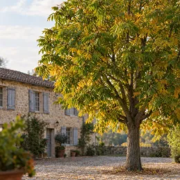 Pacanier blanc (Carya tomentosa) — grand arbre au feuillage jaunissant devant maison en pierre · Photo d'illustration