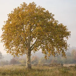 Platane d'orient à feuilles en coins 'Var. cuneata' (Platanus orientalis) — grand arbre isolé au feuillage automnal doré