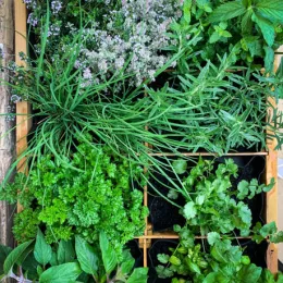 Aromatiques