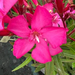 Laurier rose 'Ville de Sernhac' (Nerium oleander) — gros plan de fleurs rose vif et boutons