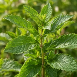 Menthe 'Mojito cocktail' (Mentha × piperita) — gros plan sur feuillage vert denté et brillant · Photo d'illustration
