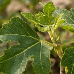 Figuier 'Jannot' (Ficus carica) — gros plan sur jeunes feuilles lobées