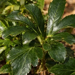 Hellébore 'Whitelady' (Helleborus orientalis) — gros plan sur feuillage vert brillant découpé · Photo d'illustration