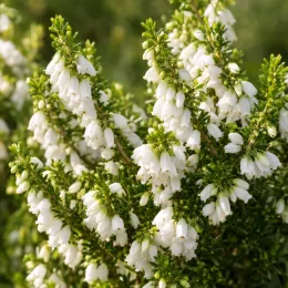 Bruyère 'White perfection' (Erica) — grappes de petites clochettes blanches sur feuillage vert · Photo d'illustration