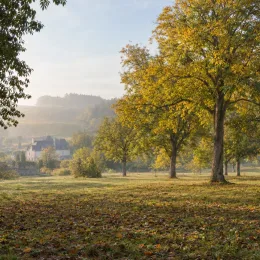 Noyer blanc d'amérique (Carya ovata) — alignement d'arbres dans un pré au petit matin · Photo d'illustration