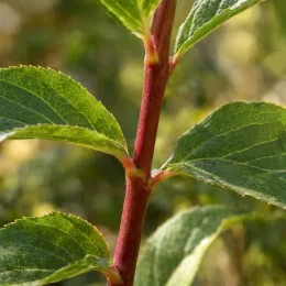 Hortensia paniculé 'Magical kilimanjaro' (Hydrangea paniculata) — tige rouge avec feuilles vertes dentées
