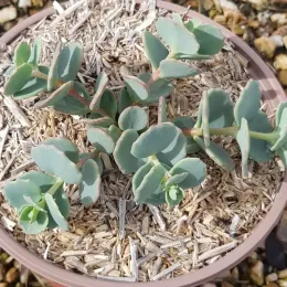 Sedum (Sedum sieboldii) — jeune plante succulente en pot de culture · Pot 2.5L Touffe