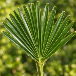 Palmier miniature de chusan (Trachycarpus wagnerianus) — grand feuillage palmée vert en éventail · Photo d'illustration