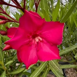 Laurier rose 'N° 13' (Nerium oleander) — gros plan sur grande fleur rose vif, photo 3