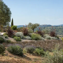 Lin de nouvelle-zélande pourpre 'Purpurea' (Phormium tenax) — massif de graminées pourpres sur restanques en pierre · Photo d'illustration