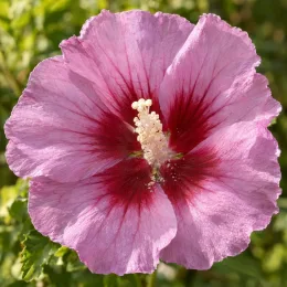 Althéa 'Walberton's lunar eclipse' (Hibiscus syriacus) — gros plan sur une grande fleur bicolore