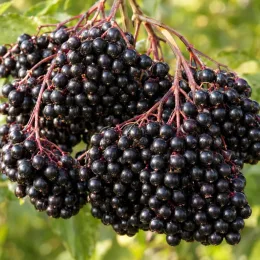 Sureau noir à gros fruits 'haidegg 17' 'Haiddegg 17' (Sambucus nigra) — grappes serrées de baies noires mûres · Photo d'illustration