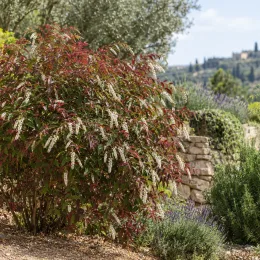 Itea 'Henry s garnet' (Itea virginica) — arbuste fleuri aux grappes blanches dans jardin méditerranéen · Photo d'illustration