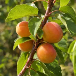Abricotier 'Pinkot' (Prunus armeniaca) — branche chargée de fruits ronds mûrs