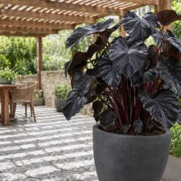 Colocasia 'Diamond head' (Colocasia esculenta) — grand feuillage sombre en pot sur terrasse, photo 2