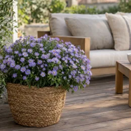 Aster 'Lady in blue' (Aster dumosus) — massif de petites fleurs mauves sur terrasse bois · Photo d'illustration