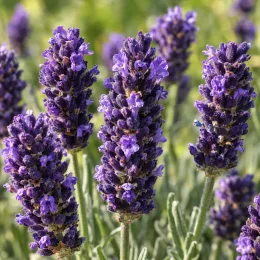 Lavande 'Hidcote' (Lavandula angustifolia) — épis floraux violets serrés en gros plan · Photo d'illustration