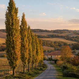 Chêne colonnaire 'Wind candle' (Quercus × warei) — alignement d'arbres élancés bordant un chemin rural · Photo d'illustration