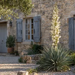 Yucca whipplei (Hesperoyucca whipplei) — plante graphique à longues feuilles et haute hampe florale · Photo d'illustration