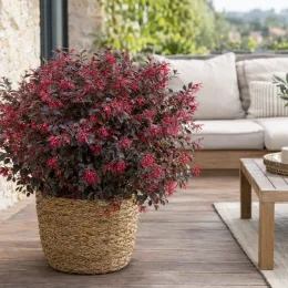 Loropétale de chine 'Rouge de la majorie' (Loropetalum chinensis) — arbuste fleuri dans grand panier sur terrasse