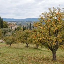 Pommier 'Eri sagarra' (Malus domestica) — verger d'arbres fruitiers chargés de pommes · Photo d'illustration