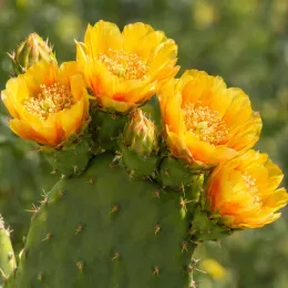 Figuier de barbarie 'Große von aldingen' (Opuntia) — gros plan fleurs jaunes sur cactus