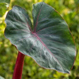 Oreille d'éléphant géante couleur verte 'Hawaiian punch' (Colocasia esculenta) — grand feuillage vert nervuré de rouge, gros plan · Photo d'illustration